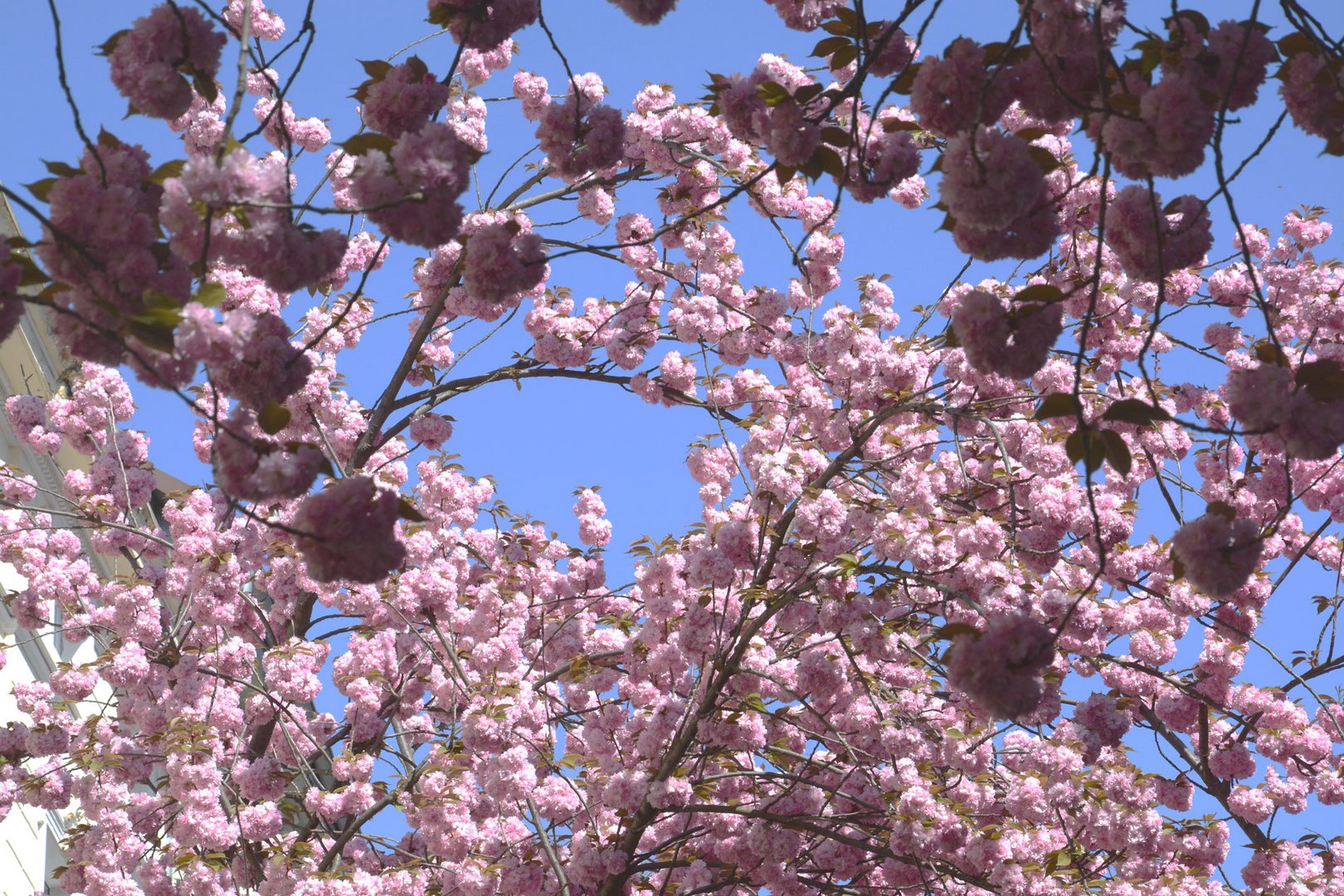 Das Kirschblütenfest in der Bonner Altstadt