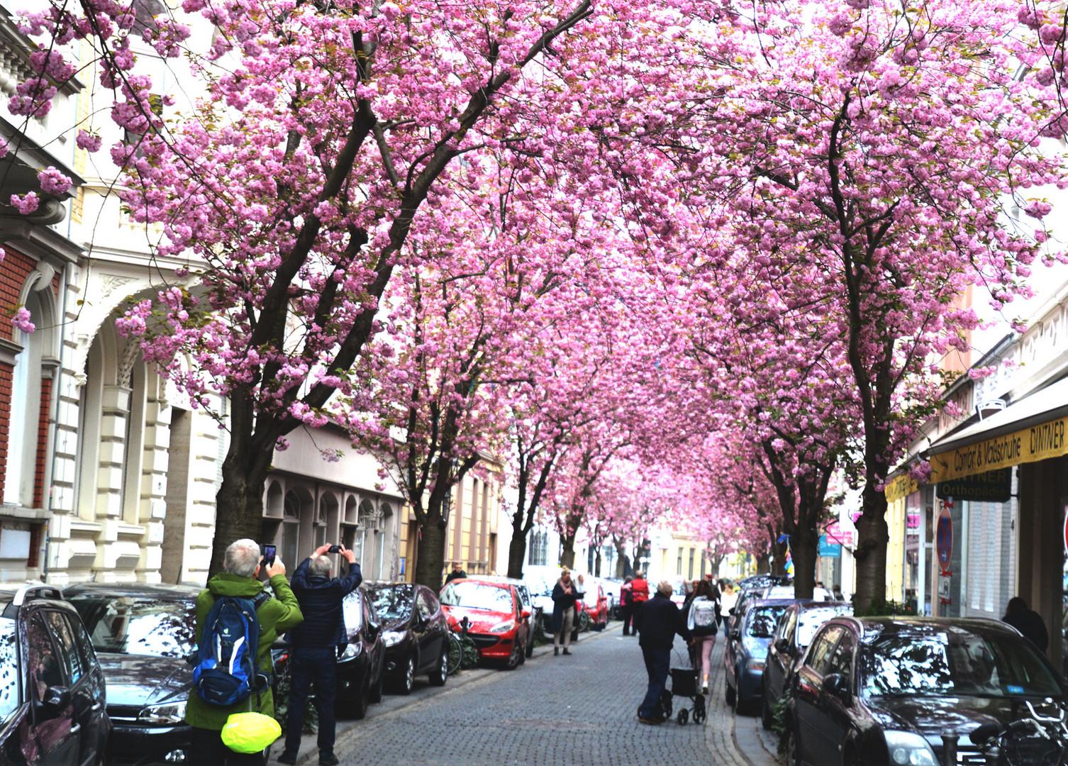 Das Kirschblütenfest in der Bonner Altstadt-leider gesperrt