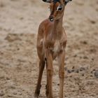 Das Kitz einer Gazelle