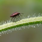 Das kitzelt am Bauch