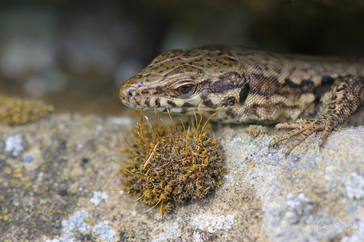 das Kitzelt am Hals !! Foto & Bild tiere, wildlife, natur Bilder auf
