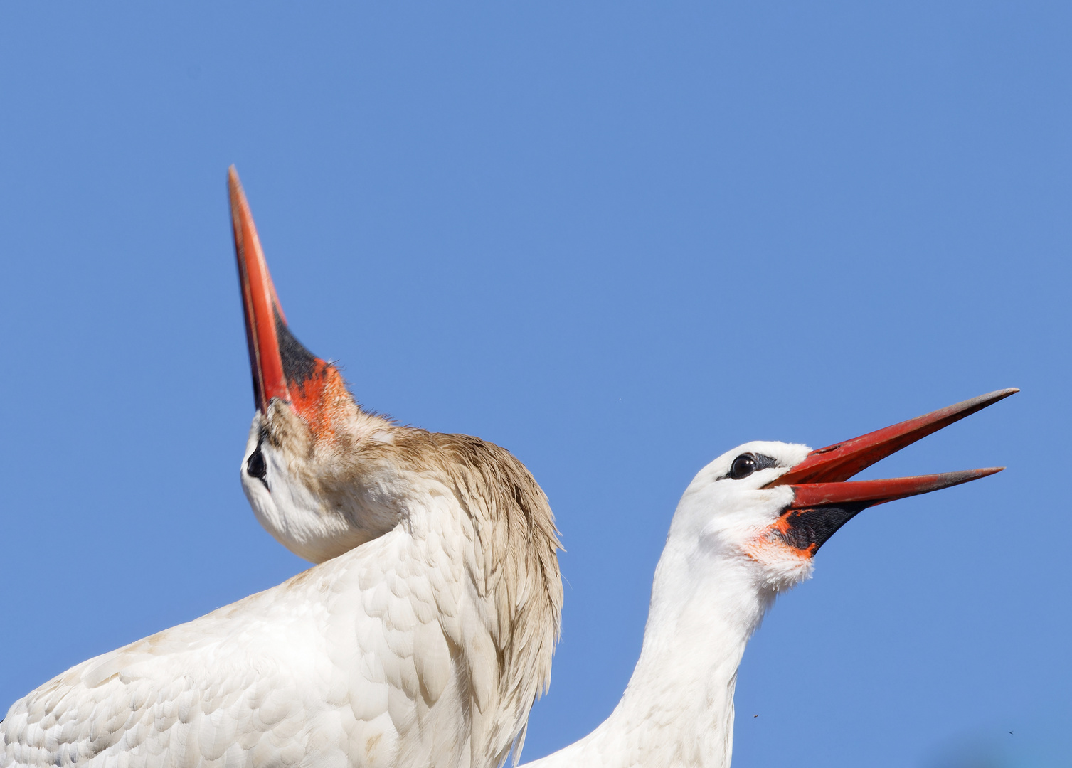 Das Klappern Foto & Bild tiere, wildlife, wild lebende vögel Bilder
