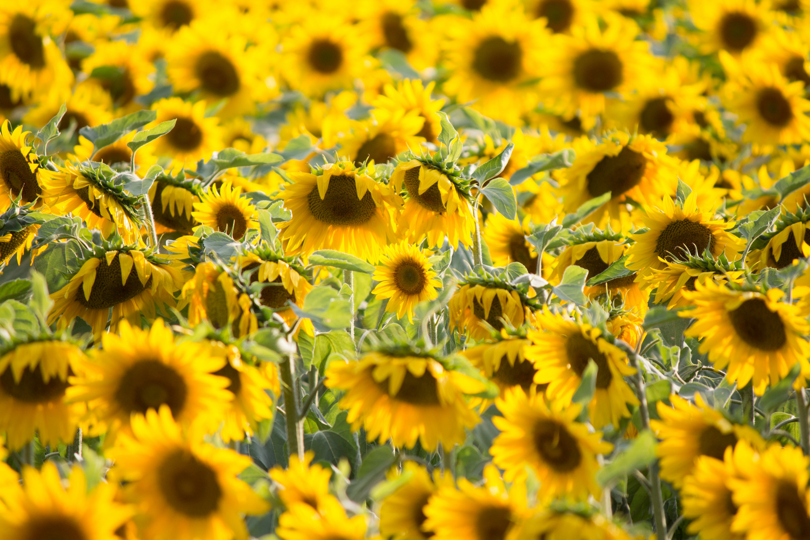 Das klassische Sonnenblumenfeld