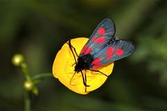 Das Kleewidderchen - Huebneriana trifolii . . .