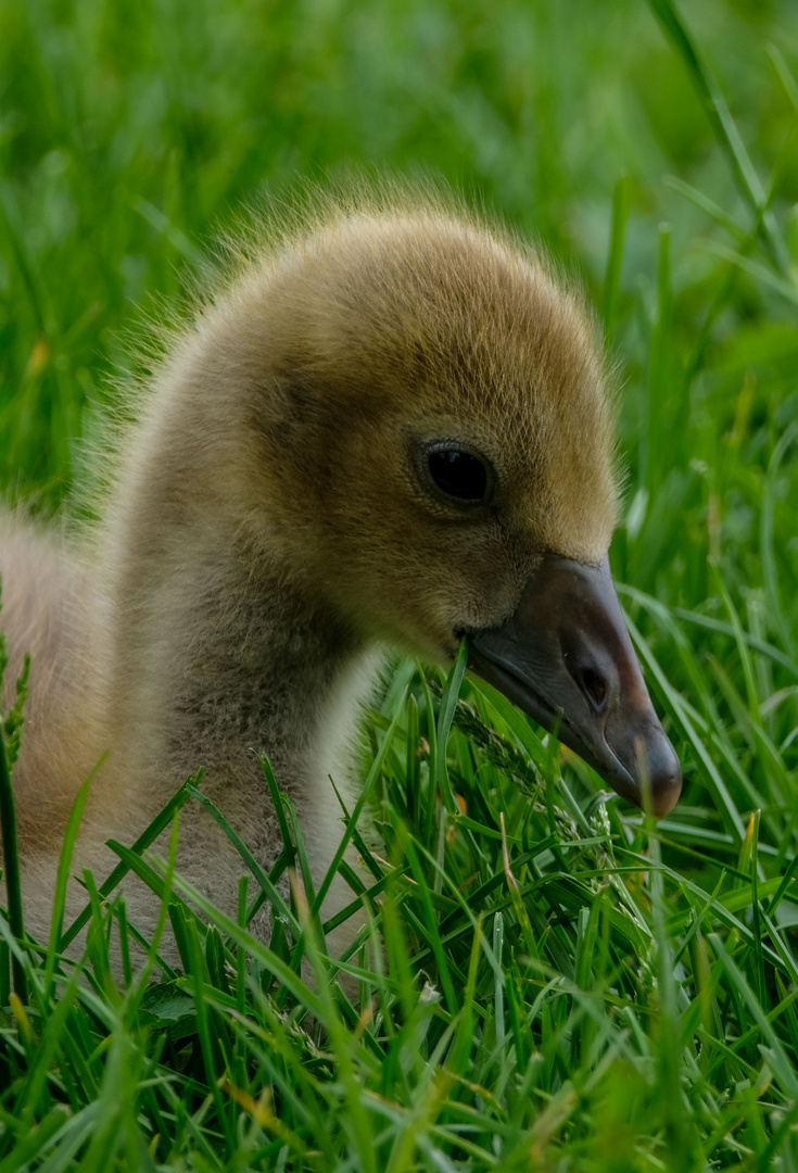 Das Kleine