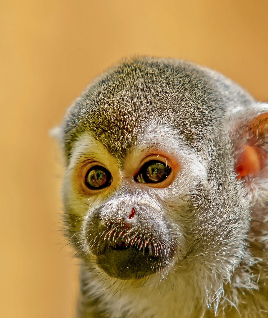 Das kleine Äffchen Foto &amp; Bild | natur, zoo, tiere Bilder auf fotocommunity