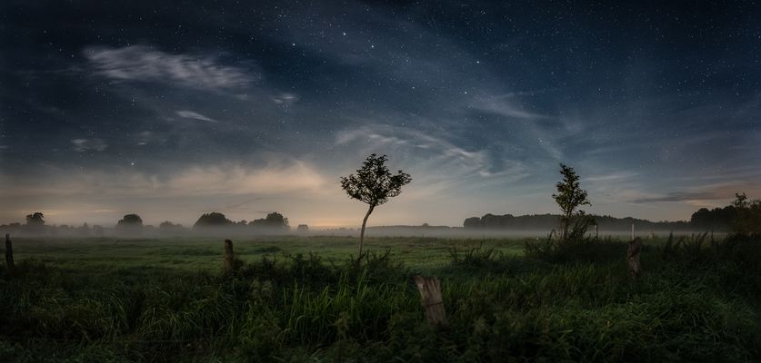Das kleine Bäumchen