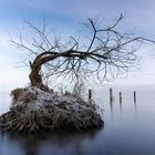 Das kleine Bäumchen im See - mit Video