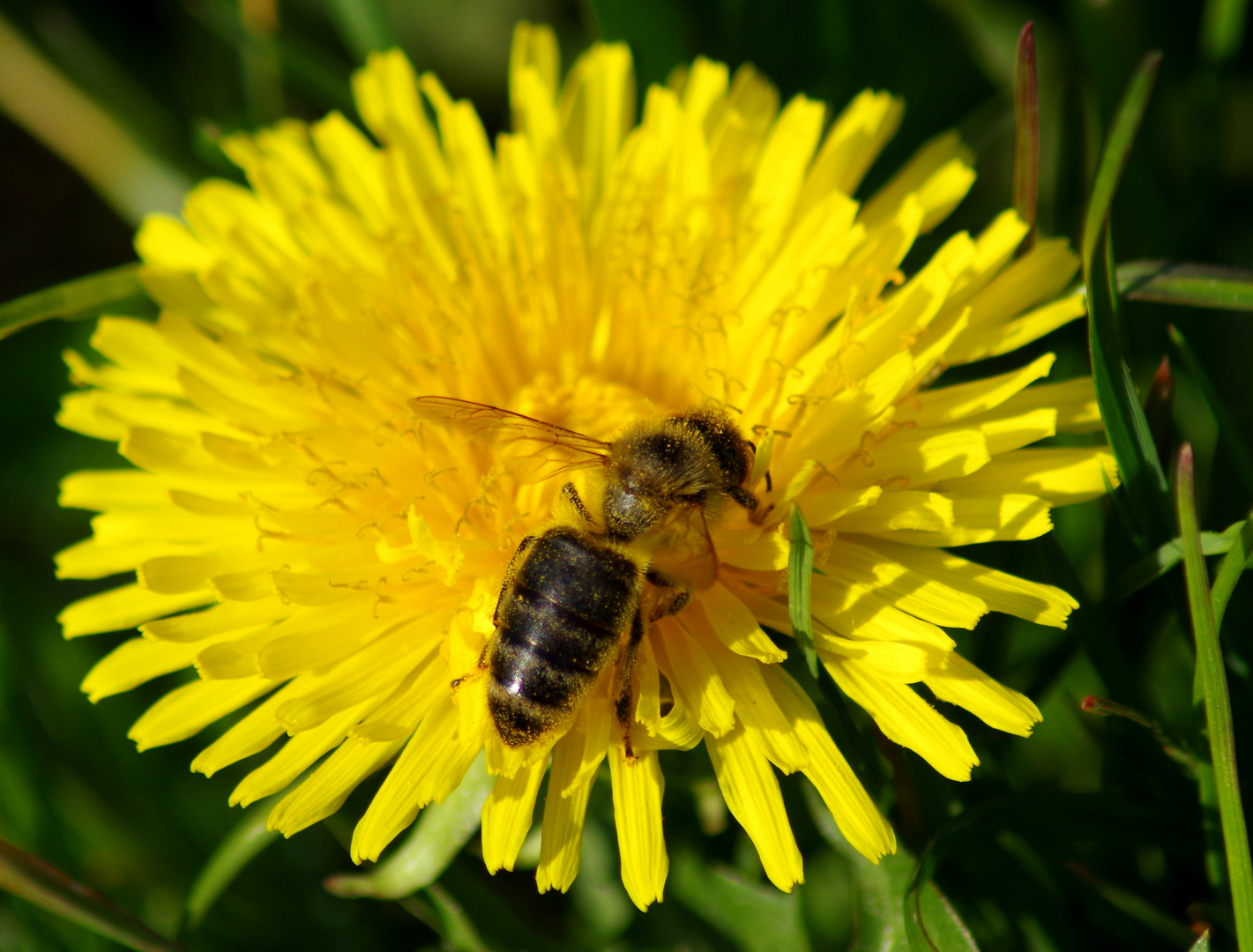 ~das kleine bienchen...