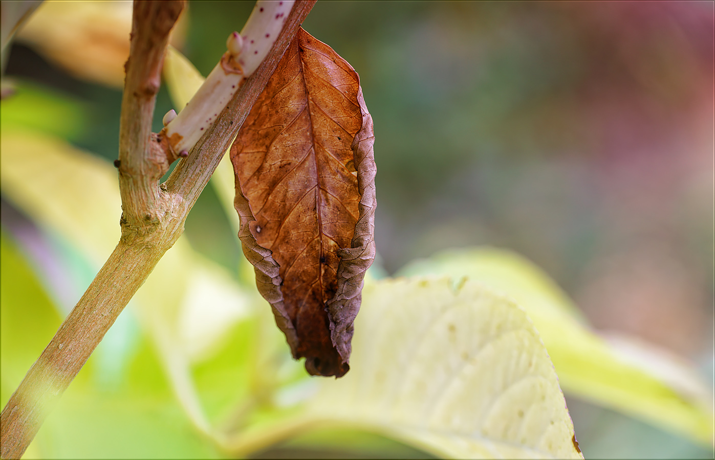 das kleine blatt