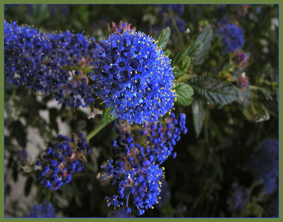 Das kleine Blau