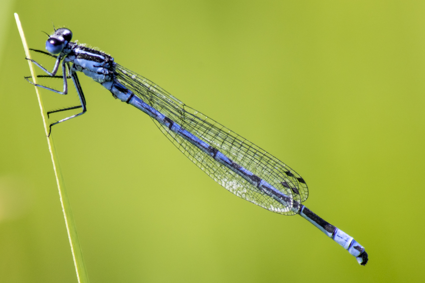 Das kleine Blaue