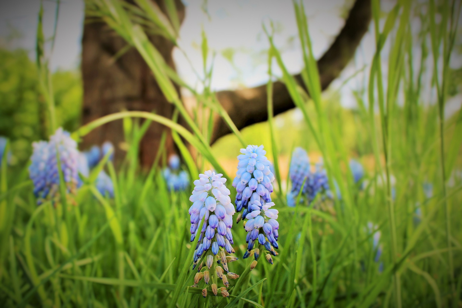 Das kleine Blaue