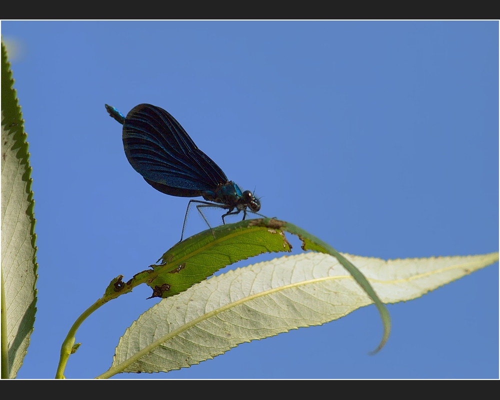 das kleine blaue