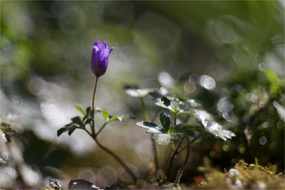 Das kleine Blümchen