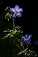 Das kleine Blümchen