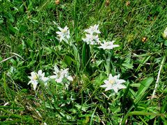 Das kleine Edelweiss