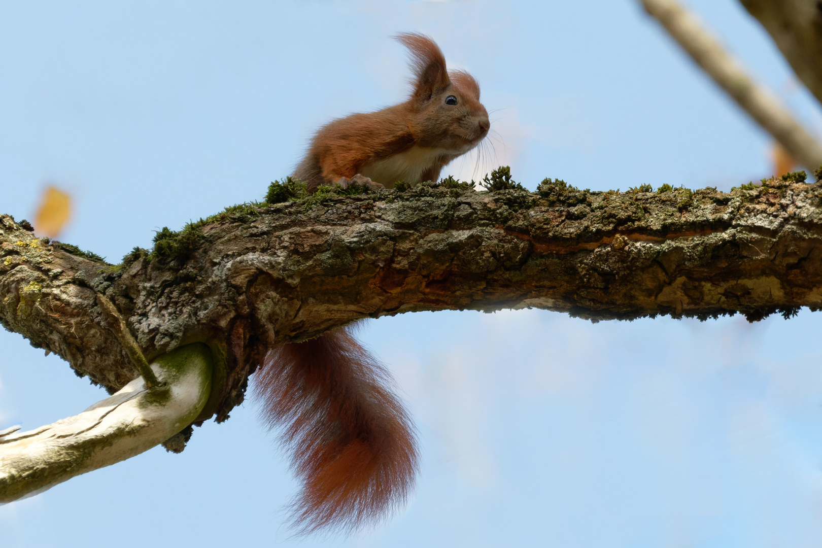 Das kleine  Eichhörnchen (Sciurus)....