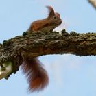 Das kleine  Eichhörnchen (Sciurus)....