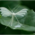 Das kleine Federgeistchen - The little Plume moth