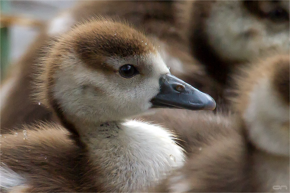 Das kleine Gänslein - Le petite