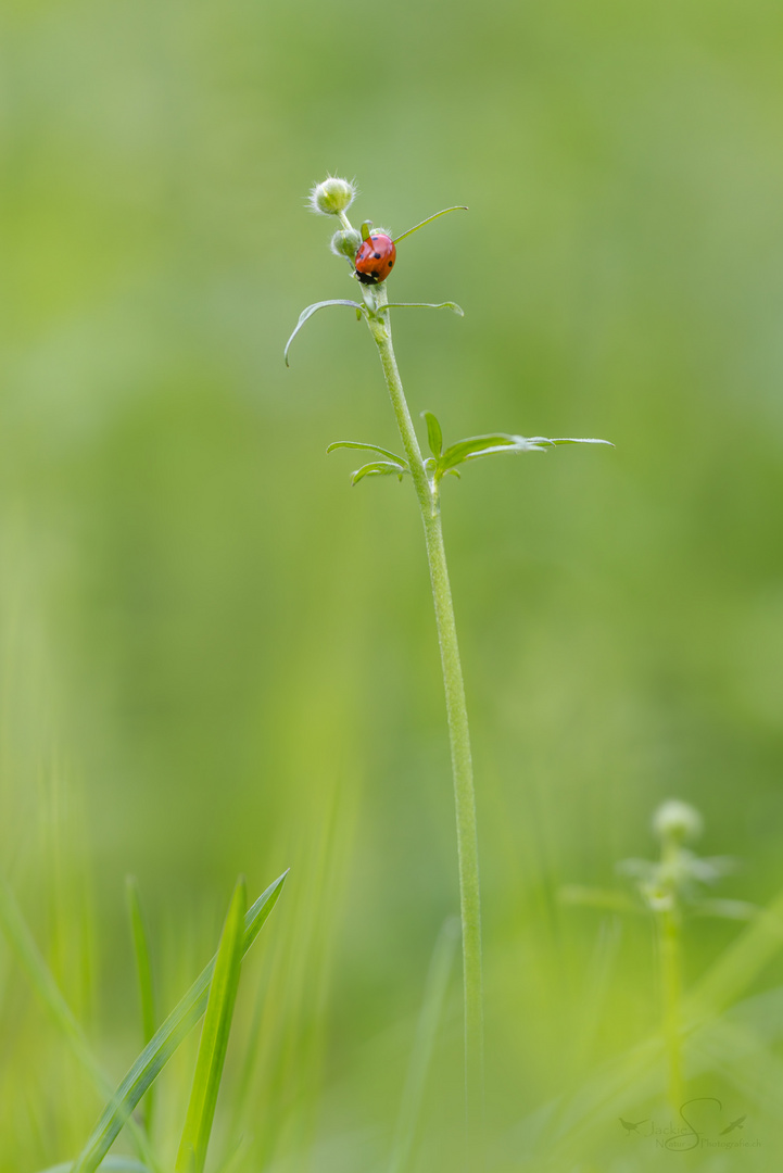 das kleine GLÜCK