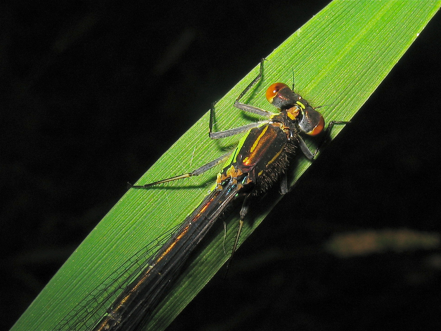 Das Kleine Granatauge (Erythromma viridulum), Leipzig, 14.5.2012