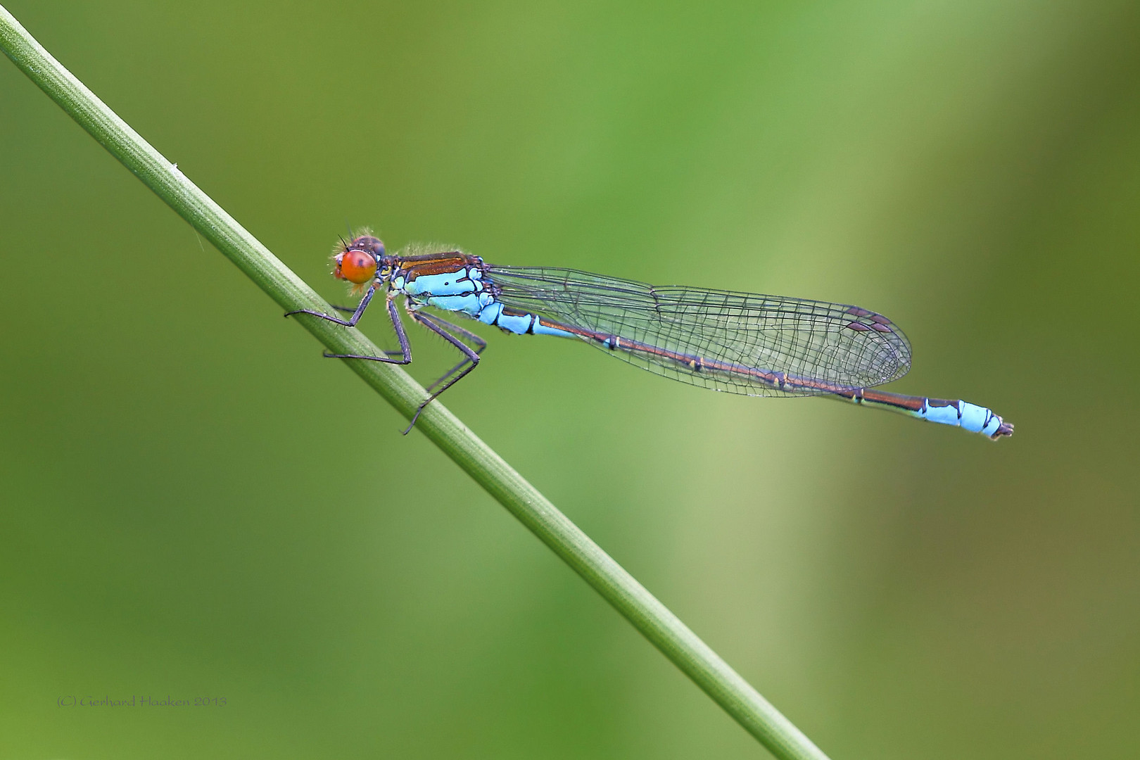 Das Kleine Granatauge (Erythromma viridulum) M