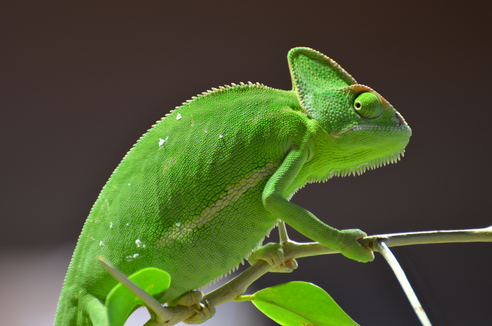 Das kleine grüne Chamäleon Foto & Bild | tiere, zoo, wildpark