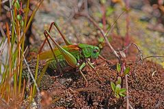 das kleine grüne "Chitin-Monster"