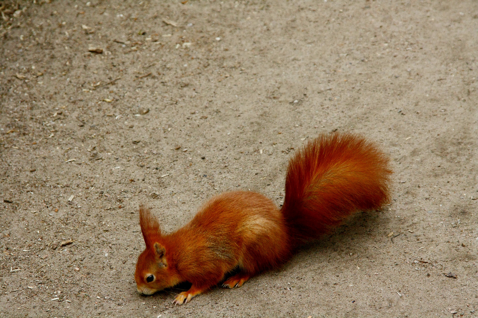 Das kleine Hörnchen