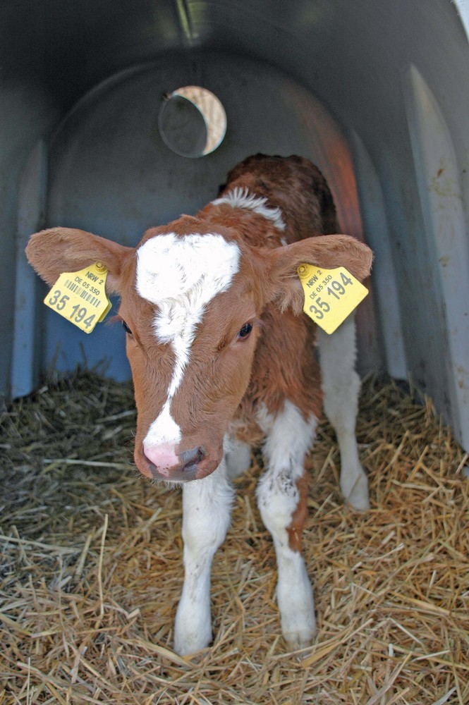 das kleine kalb  6 tage alt