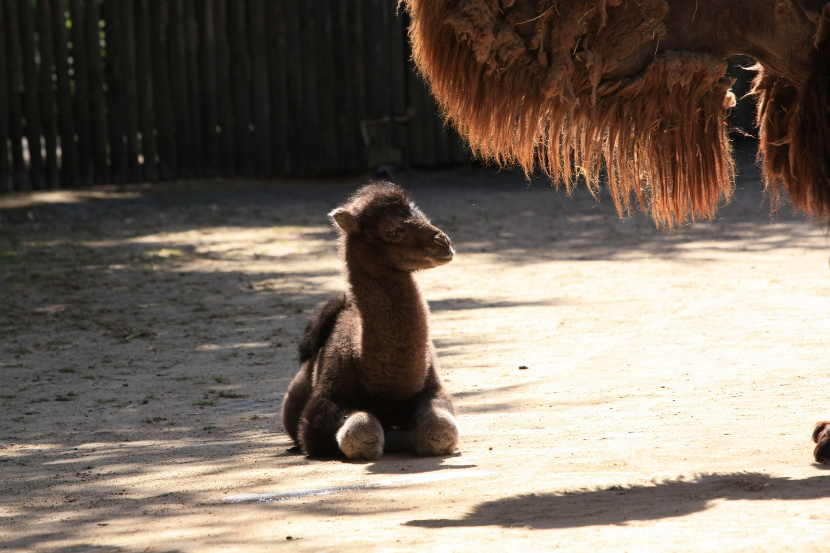 Das kleine Kamel