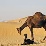Das kleine Kamel (2)