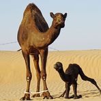 Das kleine Kamel (3)