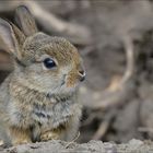 Das kleine Kaninchen