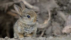 Das kleine Kaninchen