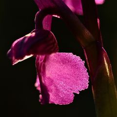 Das Kleine Knabenkraut (Anacamptis morio) im Gegenlicht bei Sonnenuntergang