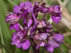 Das Kleine Knabenkraut (Anacamptis = Orchis morio)