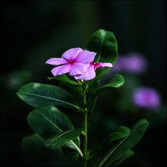 Das kleine lila Blümchen