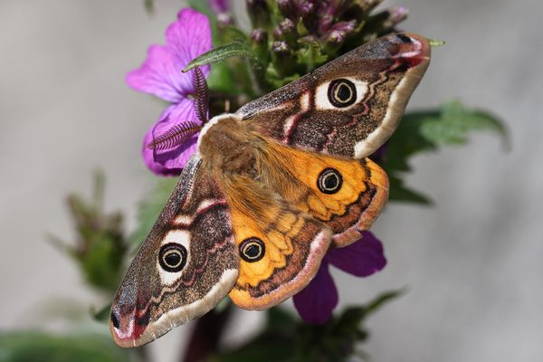 Das Kleine Nachtpfauenauge 