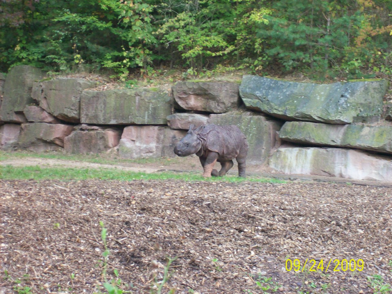 Das kleine Nashorn