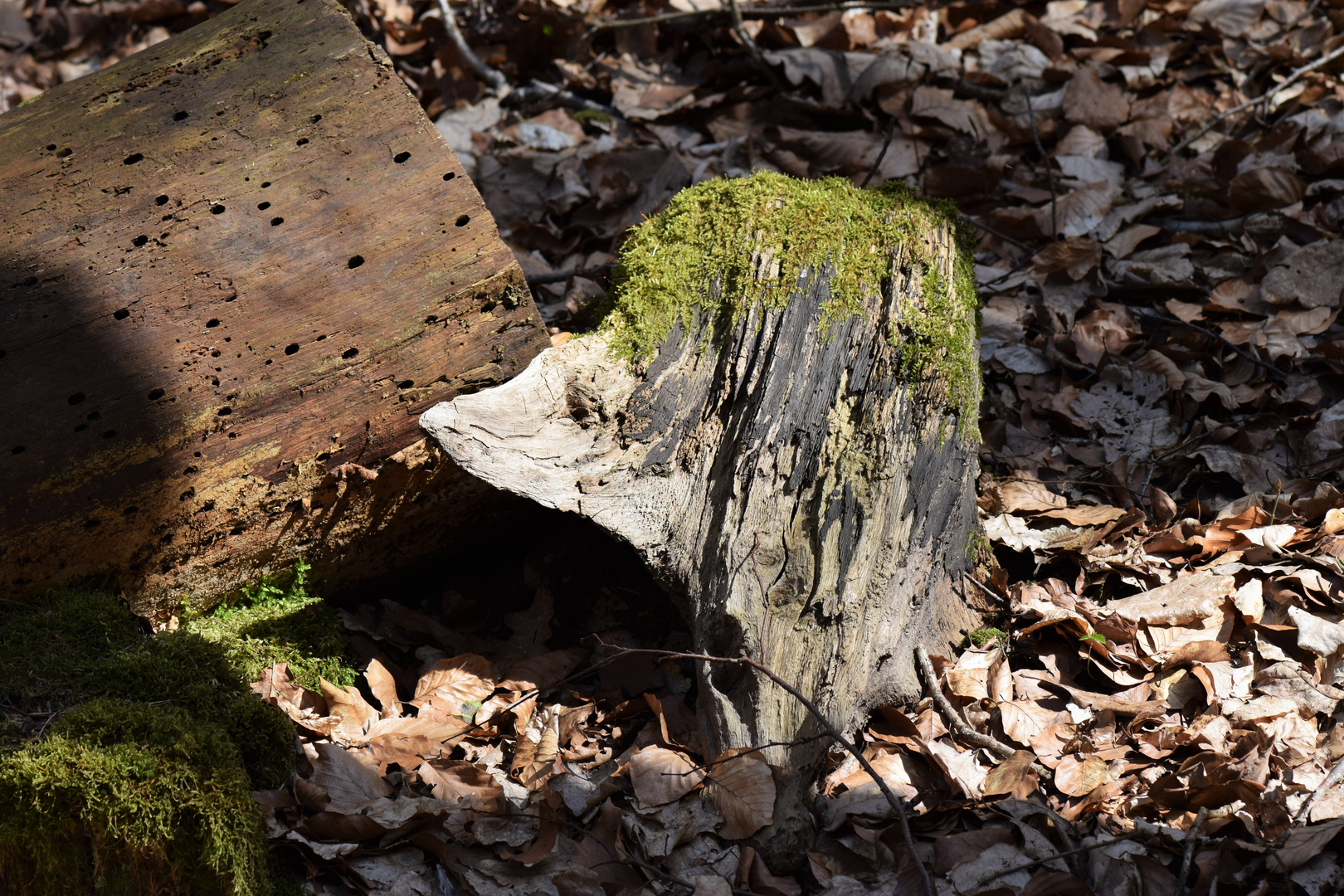 Das kleine Naturwesen ........