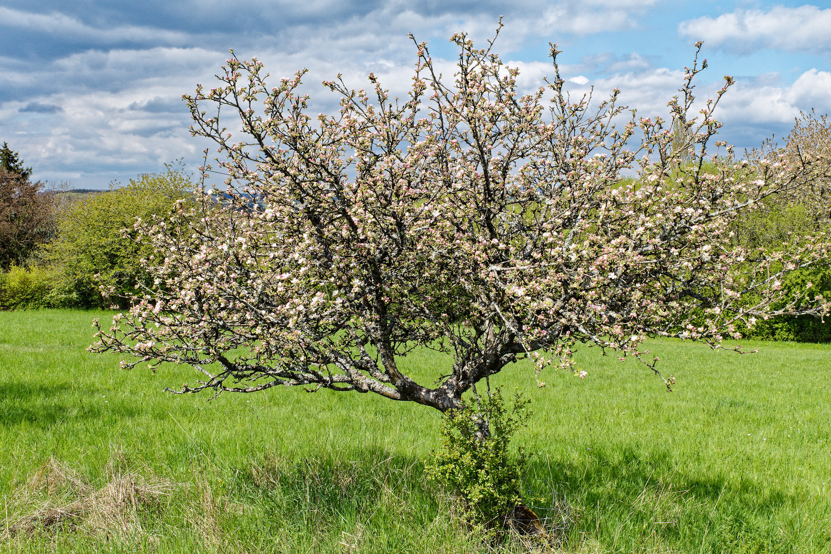 Das kleine Obstbäumchen im Frühlingskleid