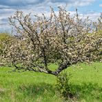 Das kleine Obstbäumchen im Frühlingskleid