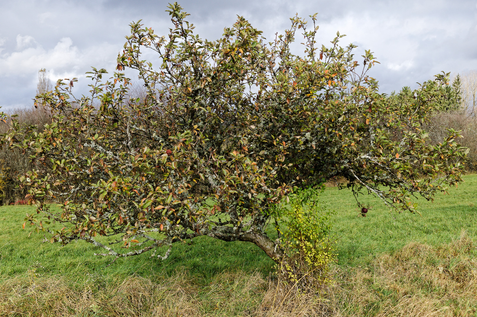 Das kleine Obstbäumchen im Herbstkleid