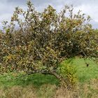 Das kleine Obstbäumchen im Herbstkleid