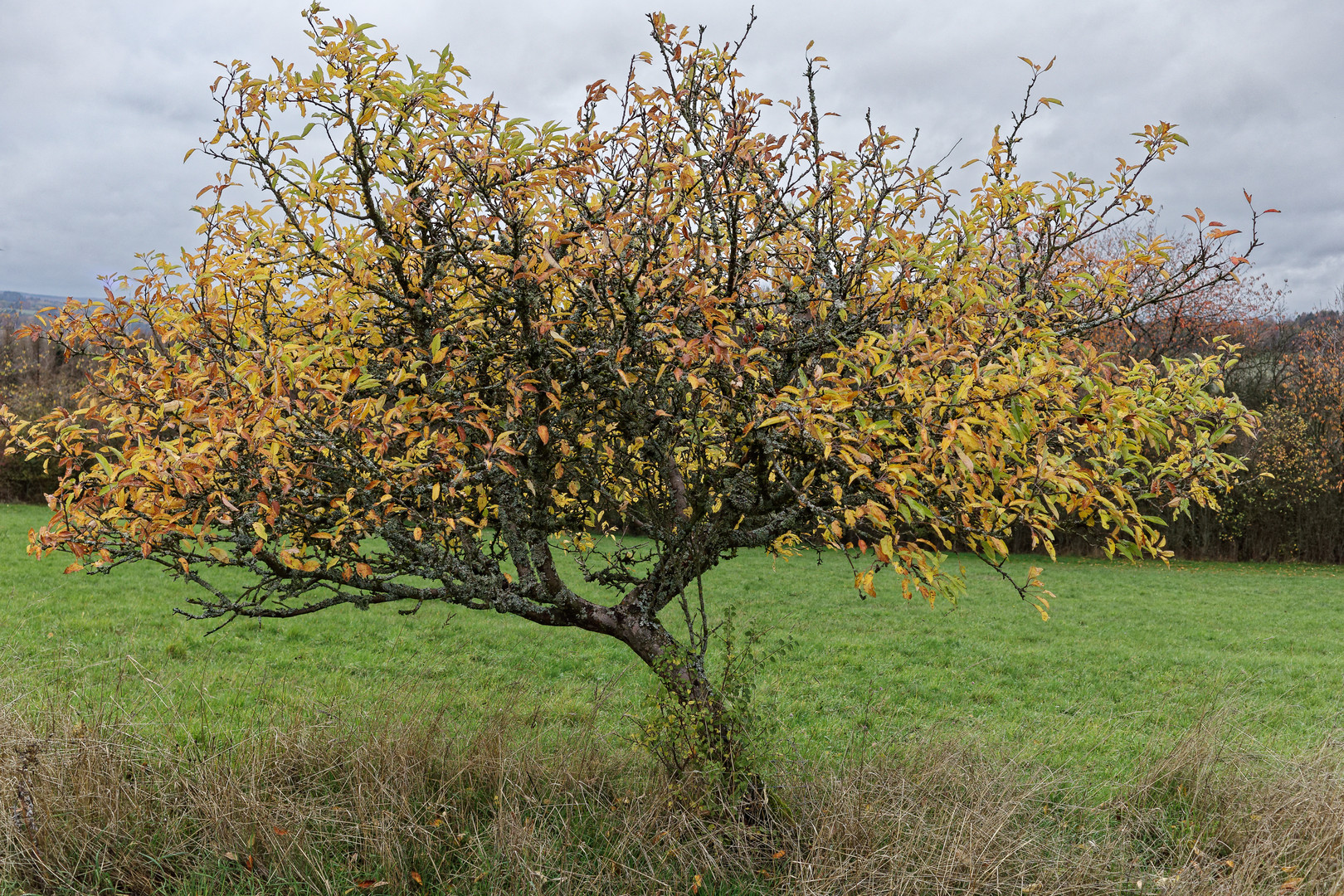 Das kleine Obstbäumchen im Herbstkleid