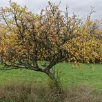 Das kleine Obstbäumchen im Herbstkleid