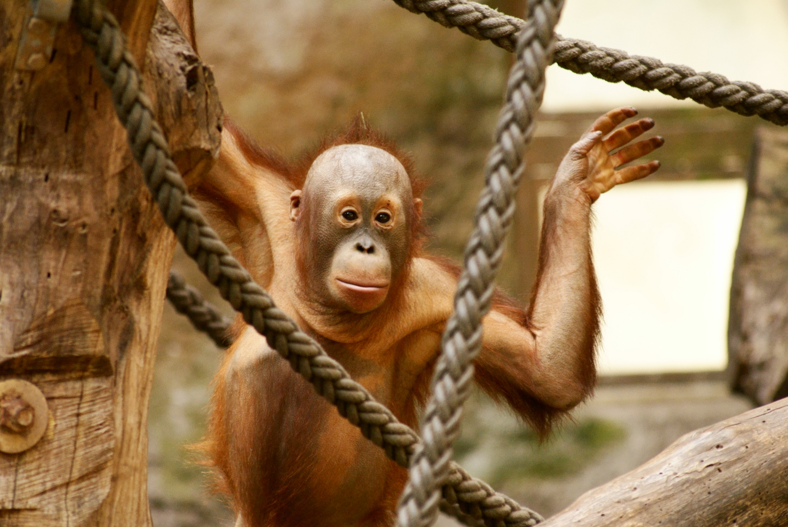 Das kleine Orang Utan Mädchen